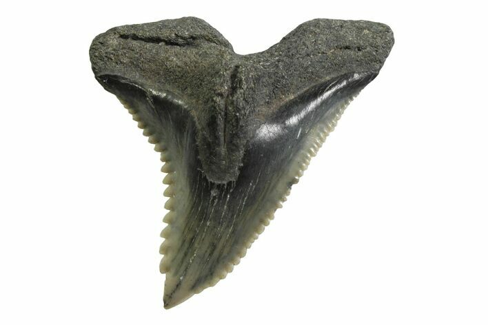 Large, Snaggletooth Shark (Hemipristis) Tooth - South Carolina #354539